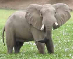 Oliver - Before the injury