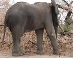 Oliver - Trying to forage on three legs