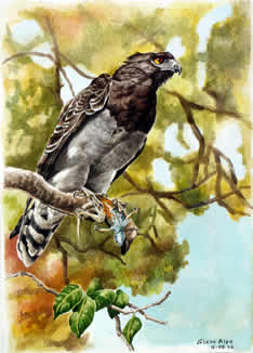 Black chested snake eagle