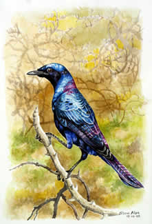 Burchell's glossy starling