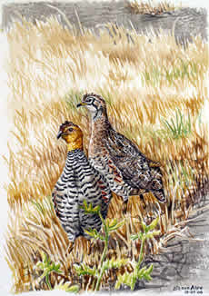Coqui francolin