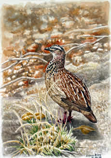 Crested francolin