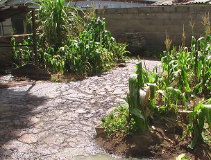 Vegetables grow in beds surrounded by human excrement
