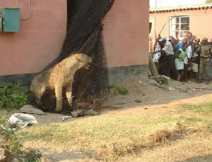 Lion with net thrown over it