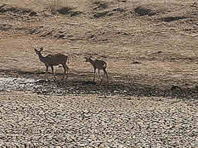Kudu trying to get water from a dry pan