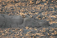 Hippo in the mud.