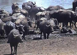 Total mayhem as herds and herds of buffalo walk towards a trough to drink water 