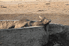 Dead buffalo in trough. 