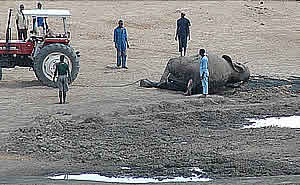 Elephant beign pulled out of the mud