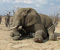 Elephant with black leg 