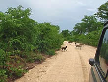Painted dogs in Hwange National Park