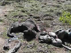 Different angle of the butchered baby elephant