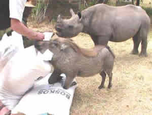 Hogwash claims his treats