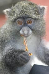 Sammy, the Samango monkey