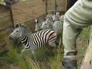 Zebra in boma
